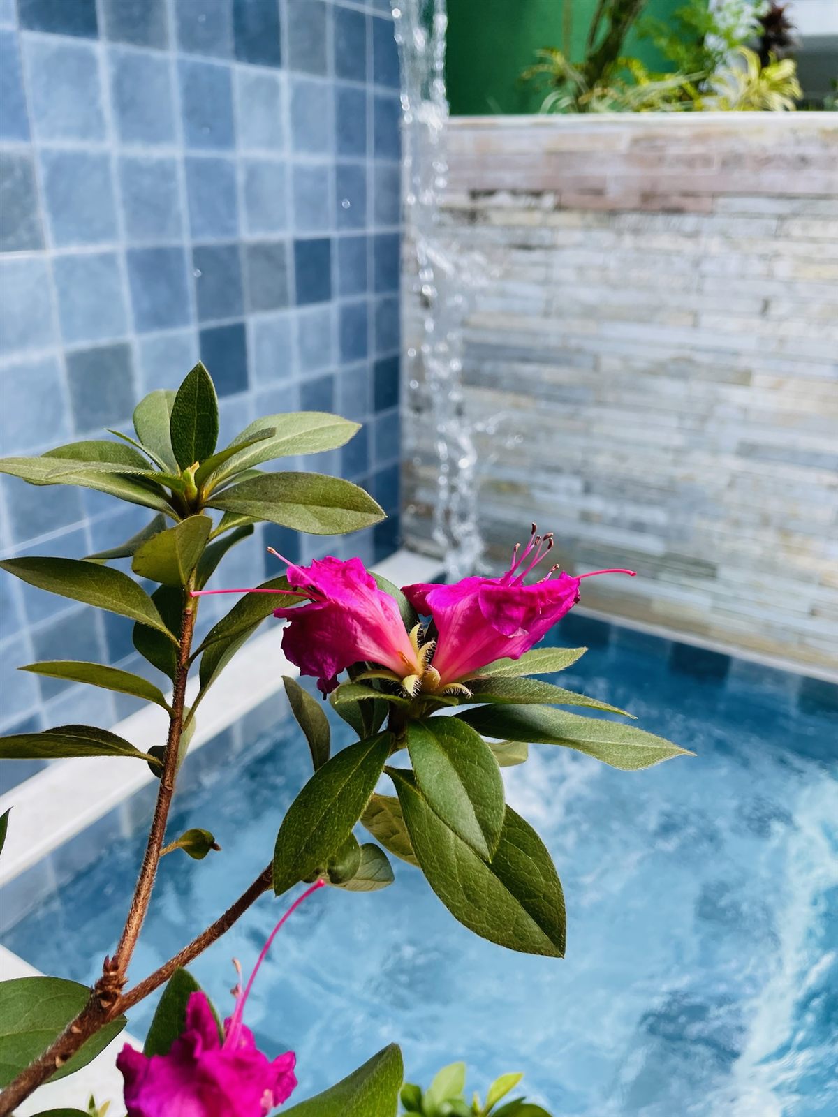 Flor rosa sobre a piscina