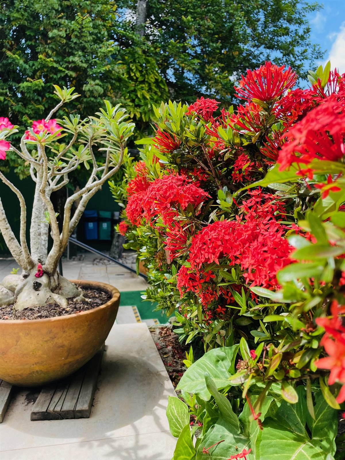 Jardim com flores vermelhas