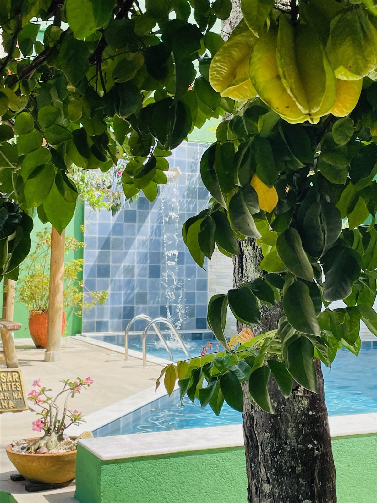 Piscina vista entre as caramboleiras